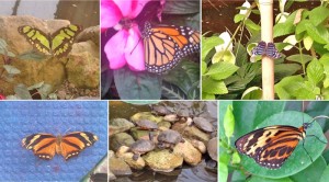 Im Garten der Schmetterlinge